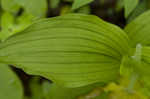 Yellow lady's slipper